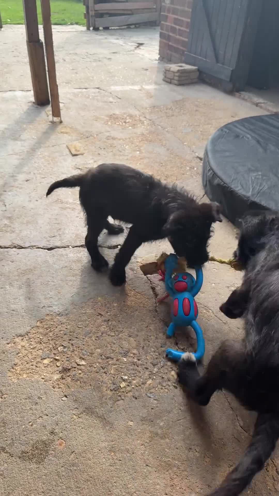 Mixed Breed dogs for sale: 2 lovely males looking for a forever home 🏠 💞 in Waltham Abbey - Video 1