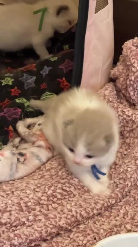 Ragdoll cats for sale: CollieKiss Ragdolls – Beautiful TICA Registered - Video 2