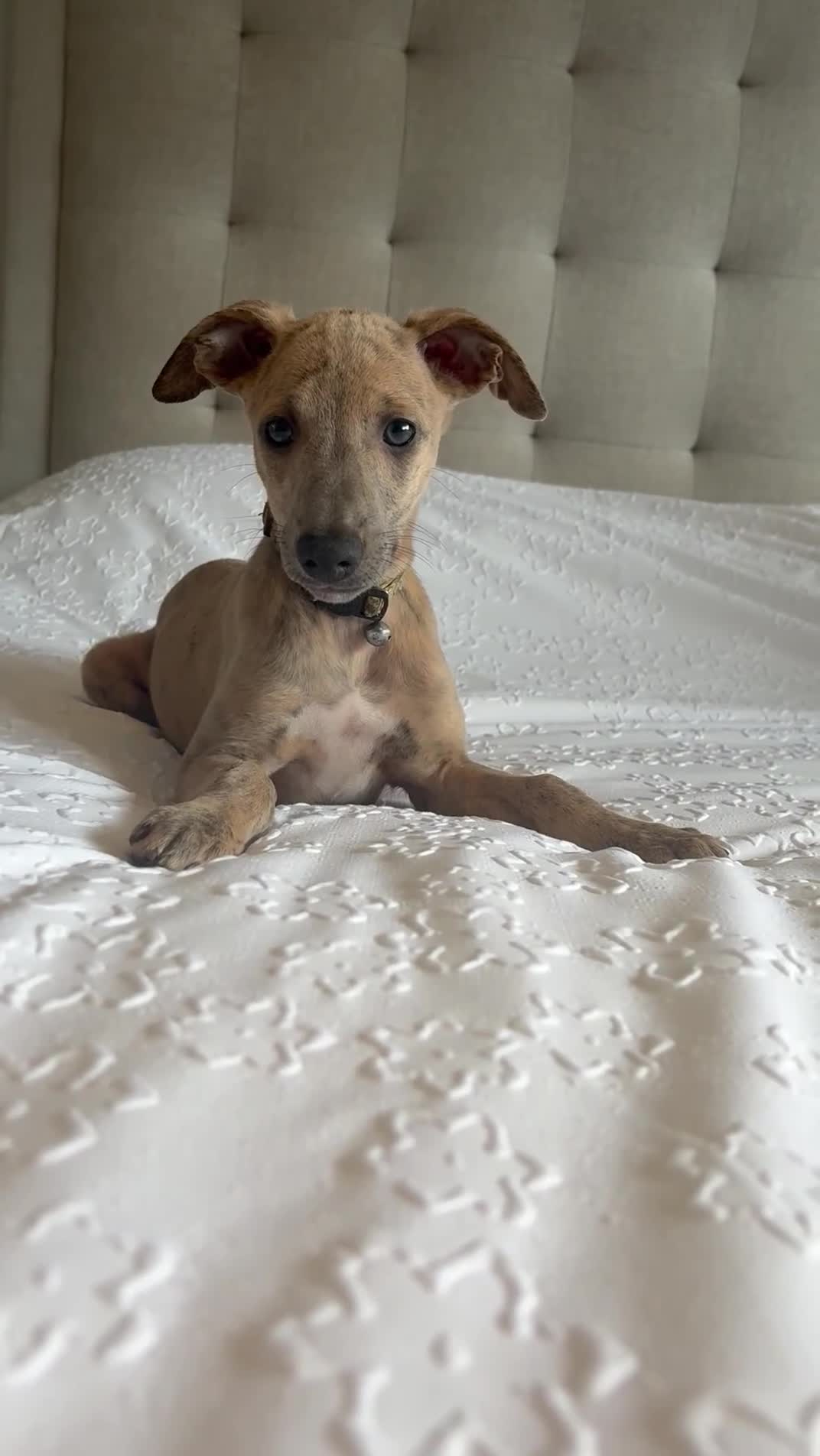 Whippet dogs for sale: Beautiful KC Registered Whippets  - Video 2