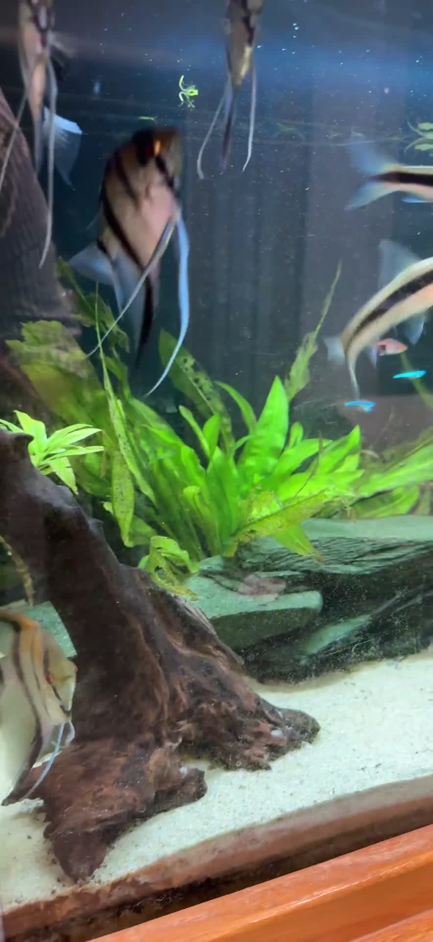 Other/Mixed Breed fish for sale: Full tank set up and fish  - Video 1