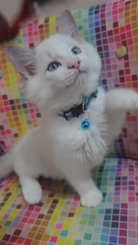 Ragdoll cats for sale: Ragdollkittens health tested gccf/tica parents  - Video 1