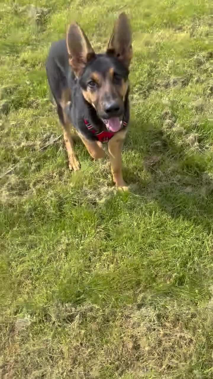 German Shepherd dogs for sale: 8 Month Straight Back German Shepard  - Video 2