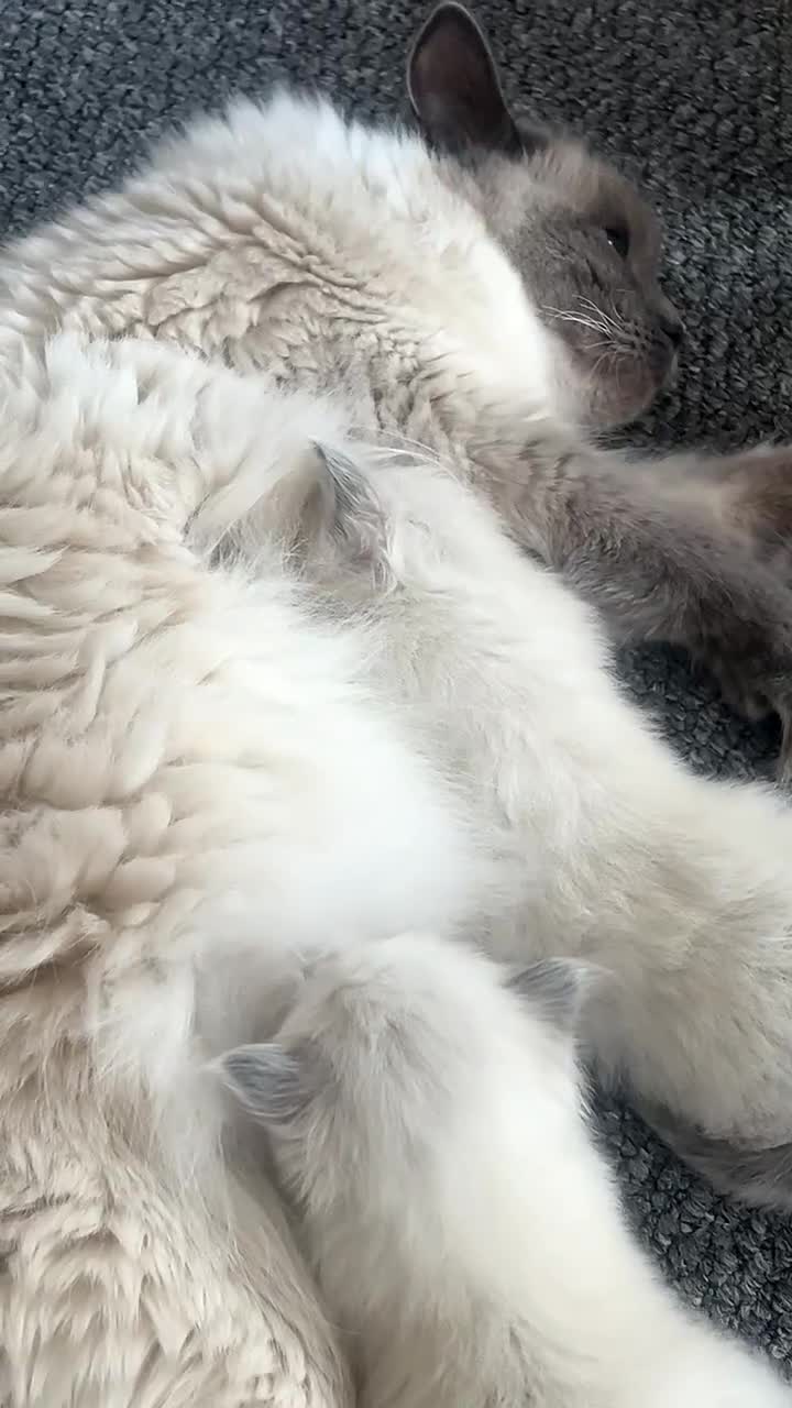 Ragdoll cats for sale: Blue colourpoint Ragdolls  - Video 2
