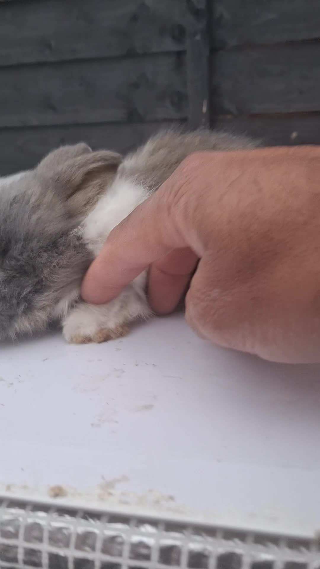 Lionhead rabbits for sale: Lionhead  - Video 1