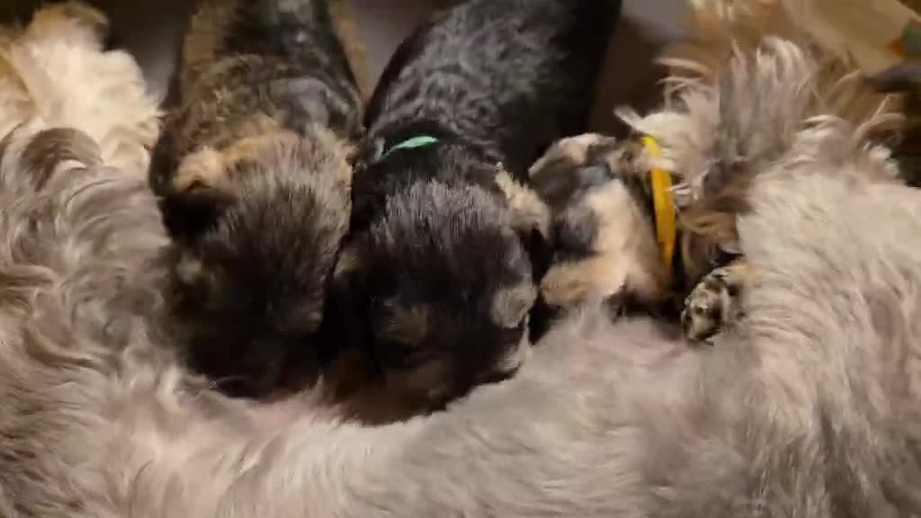 Miniature Schnauzer dogs for sale: Miniature Schnauzer - Video 1