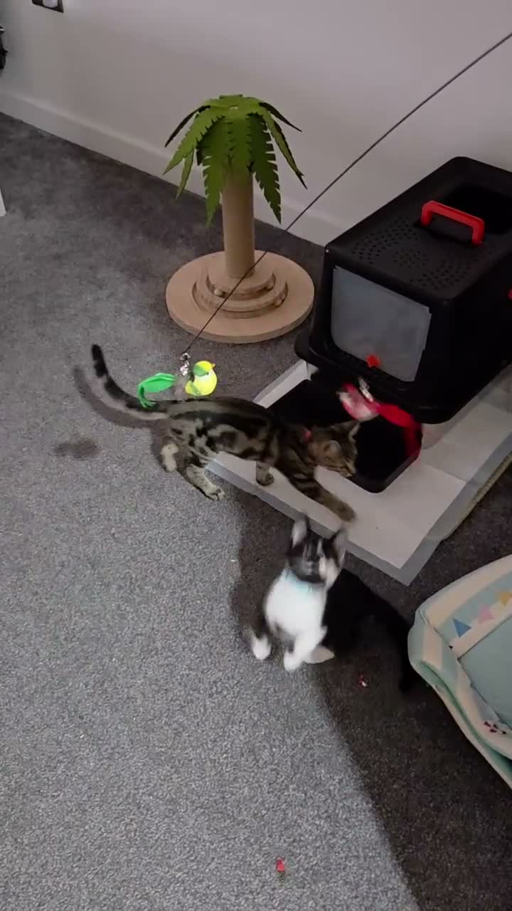 Domestic Shorthair cats for sale: Adorable bonded brothers in Birmingham - Video 2