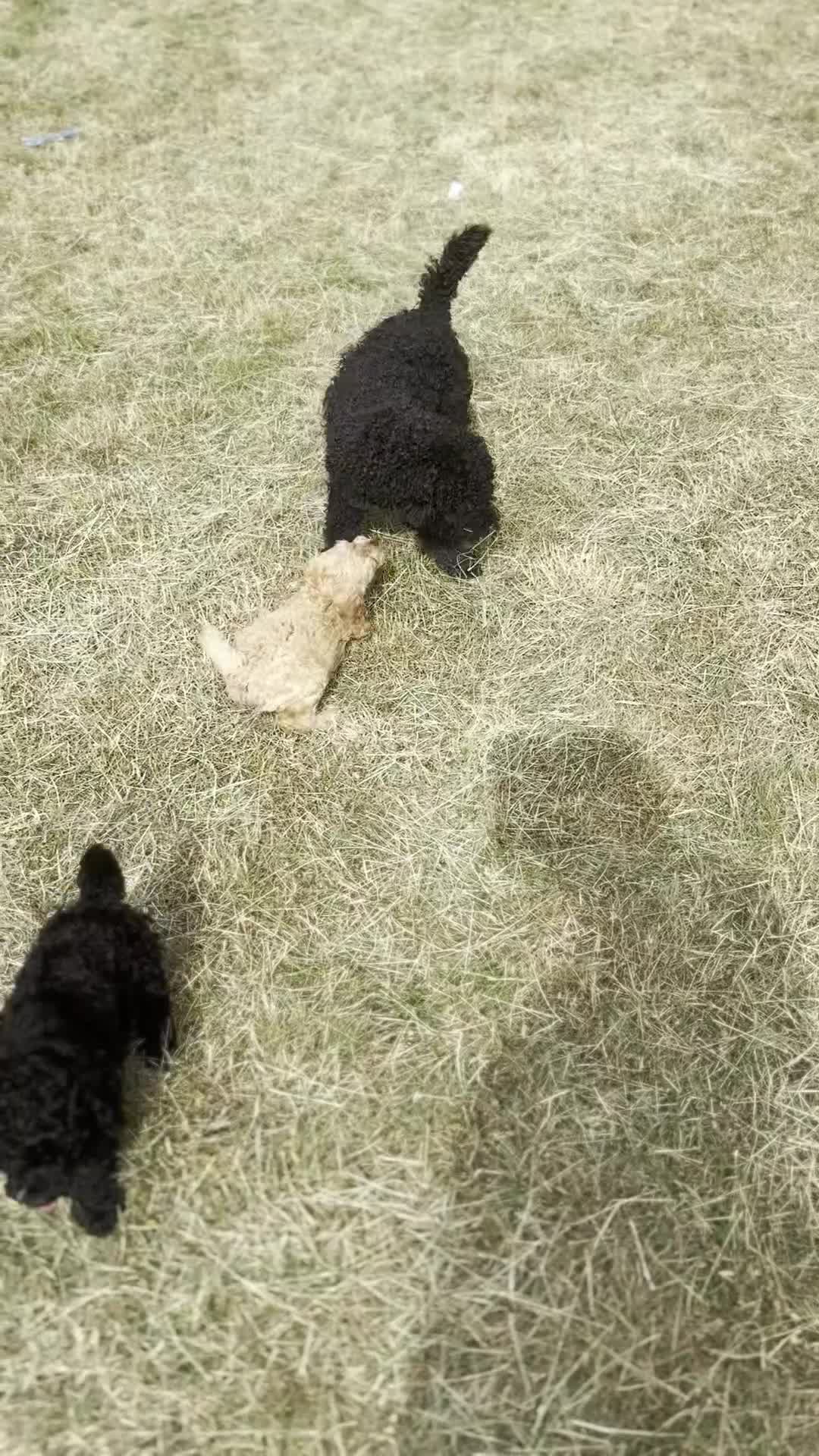 Cockapoo dogs for sale: Gorgeous Cockapoos for a loving home VHC REDUCED❗️ - Video 2