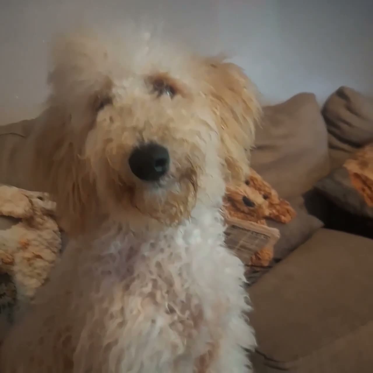 Poochon dogs for sale: Ruby  - Video 1