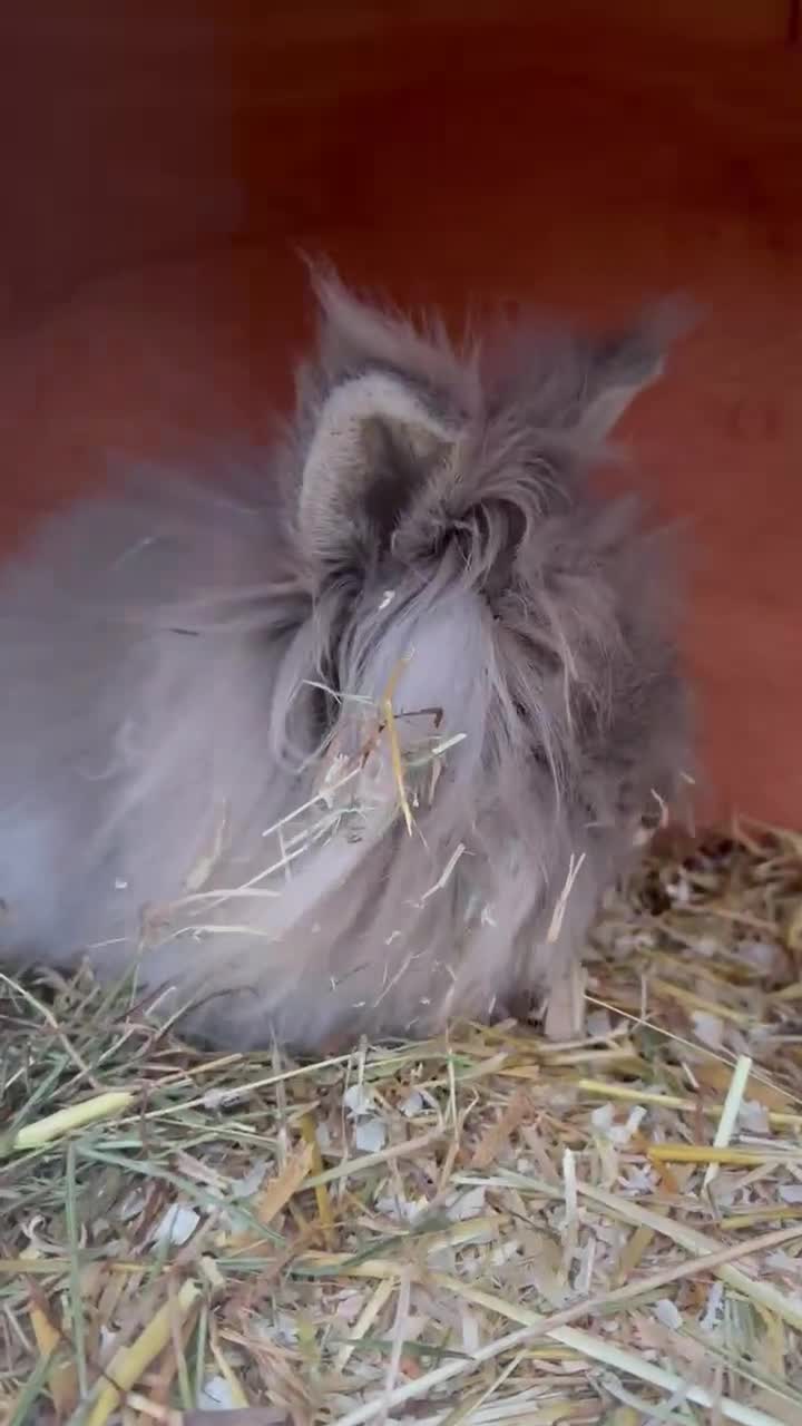 Lionhead rabbits for sale: Female Lion Mane Needs Good Home  - Video 1