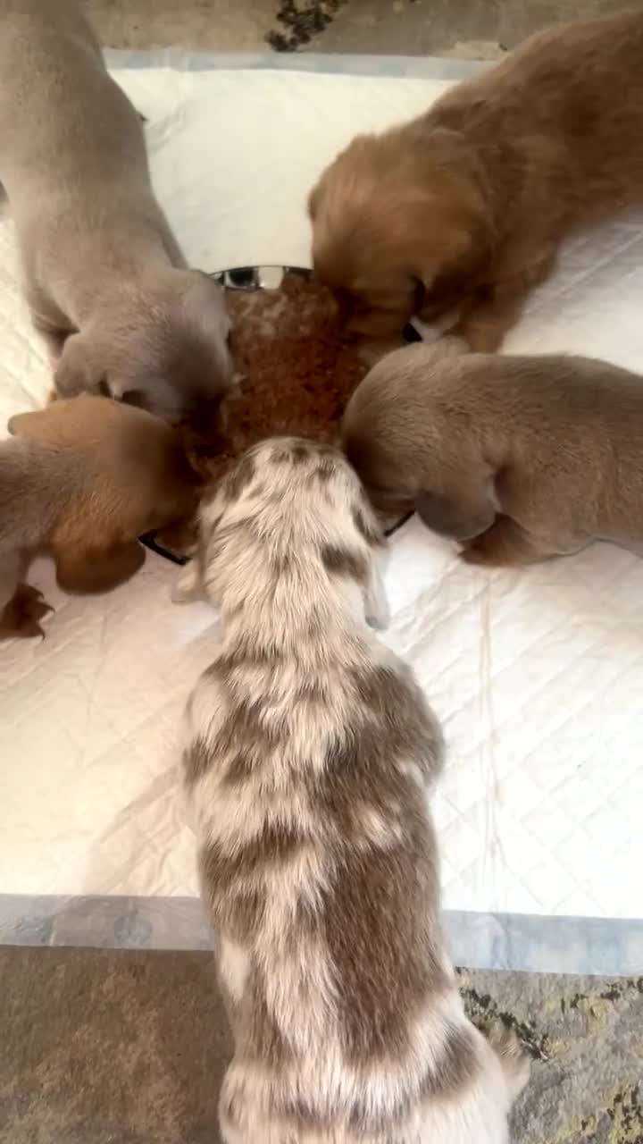 Miniature Dachshund dogs for sale: Miniature Dachshund pups ready for homes in 4 week in Stourbridge - Video 1