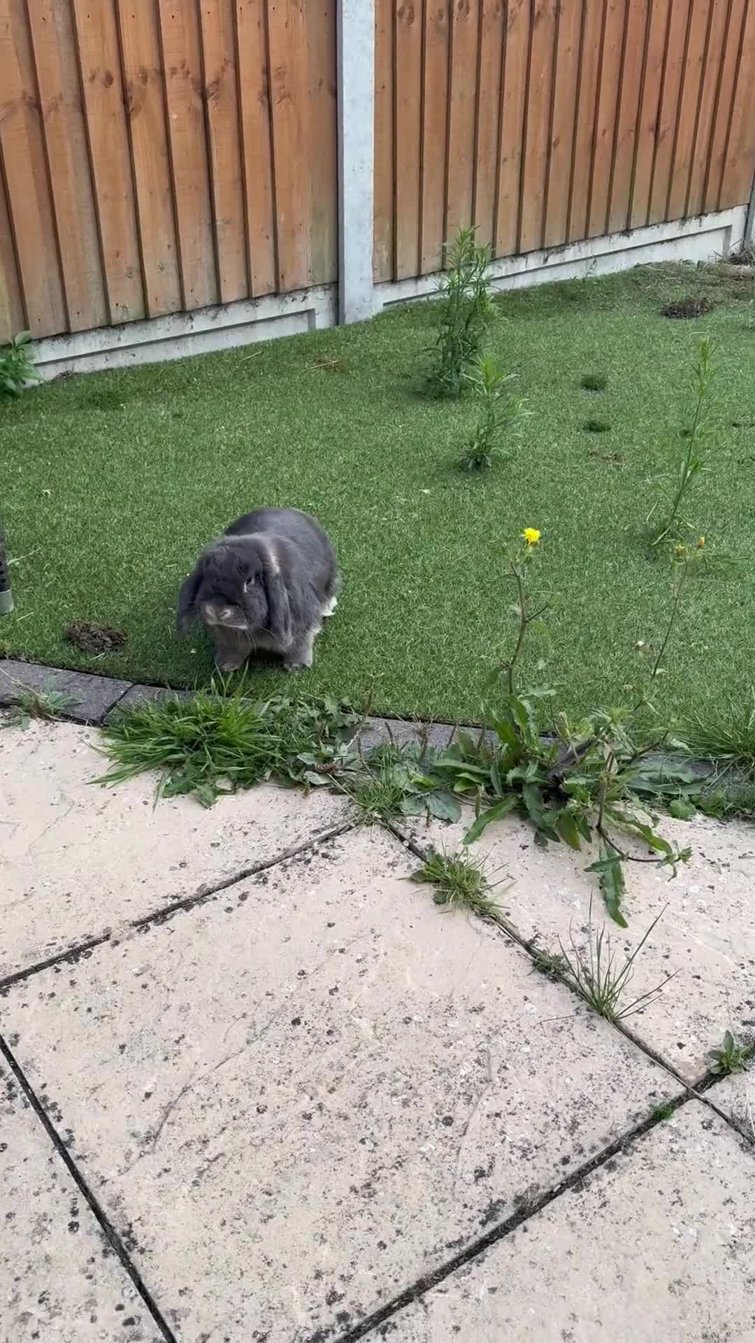 Mini Lop rabbits for sale: Gorgeous mini lop male  - Video 2