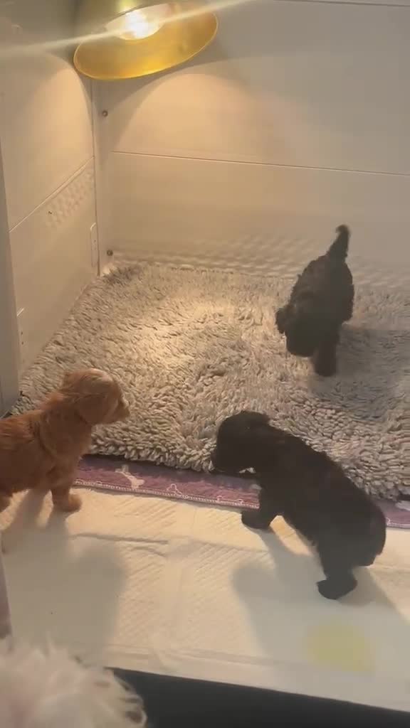 Maltipoo dogs for sale: ADORABLE TINY TOY MALTIPOOS  🐶  - Video 2