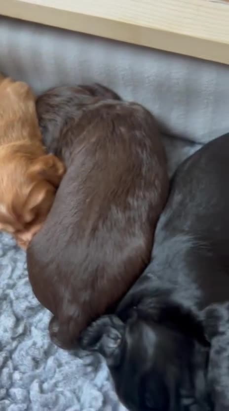 Cocker Spaniel dogs for sale: KC Registered Working Cocker Spaniel Puppies - Video 1