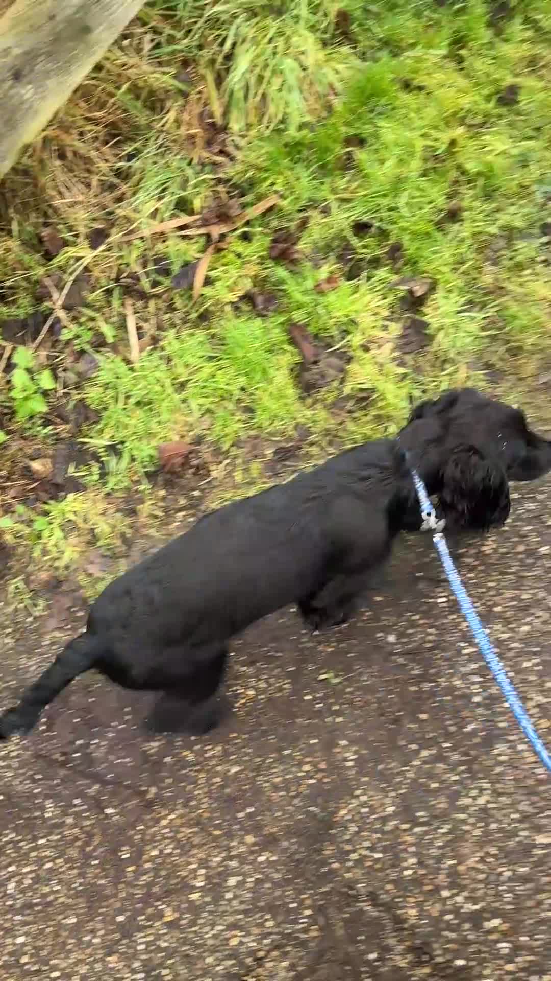 Cocker Spaniel dogs for sale: Cocker spaniel - Video 1