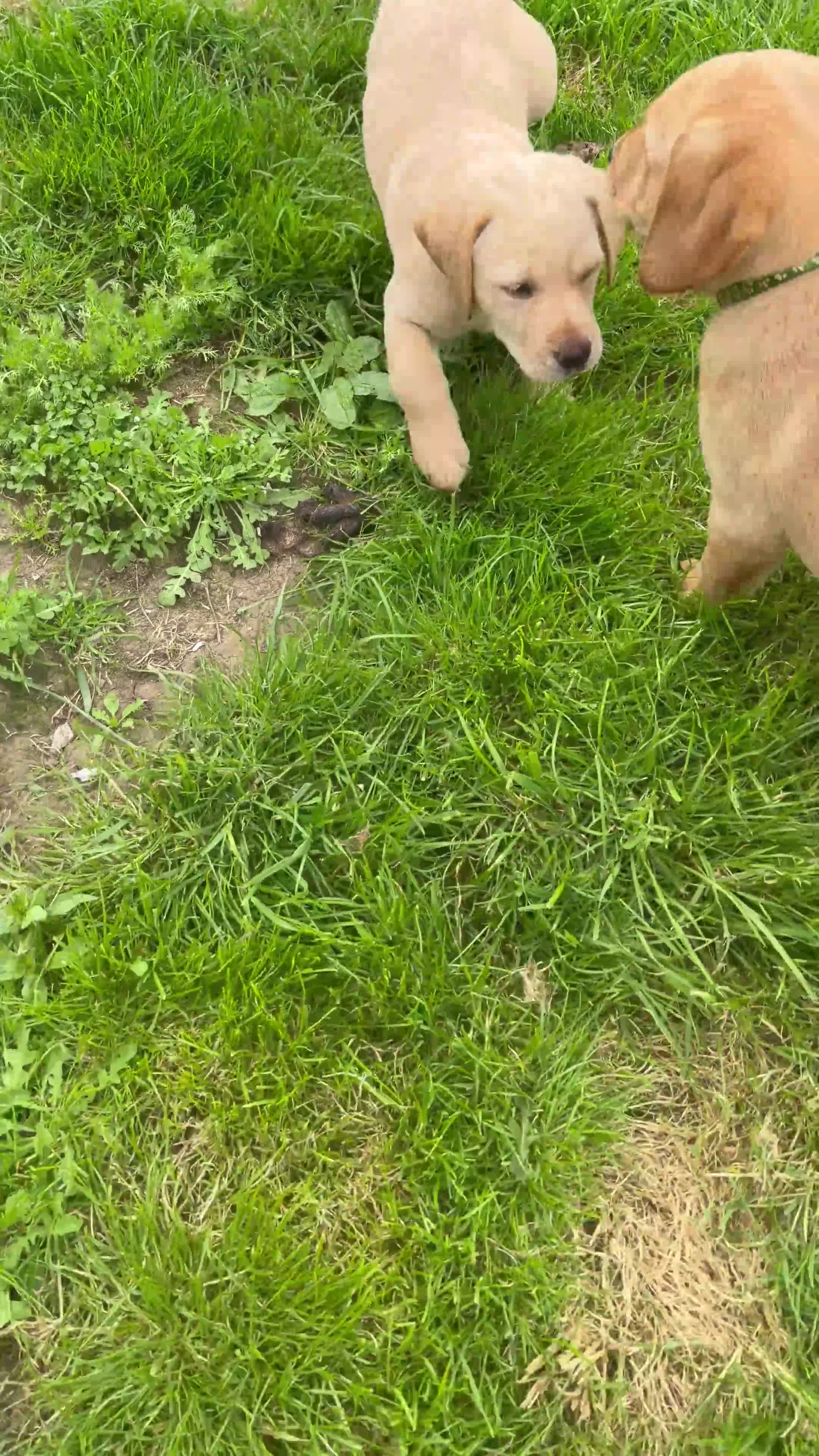 Labrador Retriever dogs for sale: Yellow/Red working Labradors - Video 4