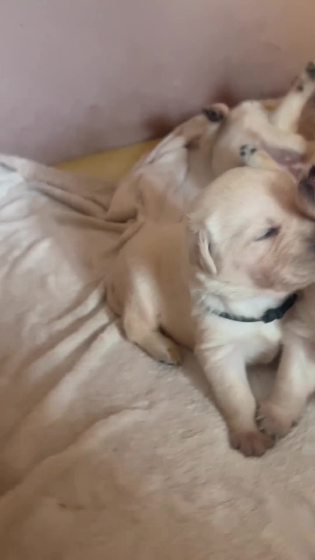 Goldador dogs for sale: Labrador Retriver fci champion golden retriever - Video 1