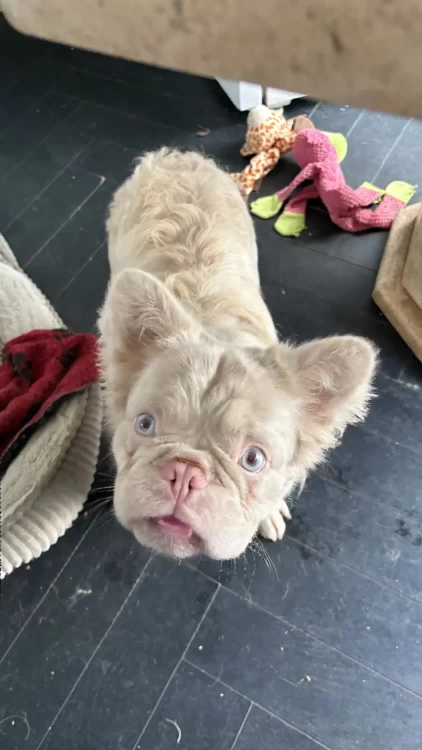 French Bulldog dogs for stud: 🩷 PINK FLUFFY STUD🩷 - Video 1