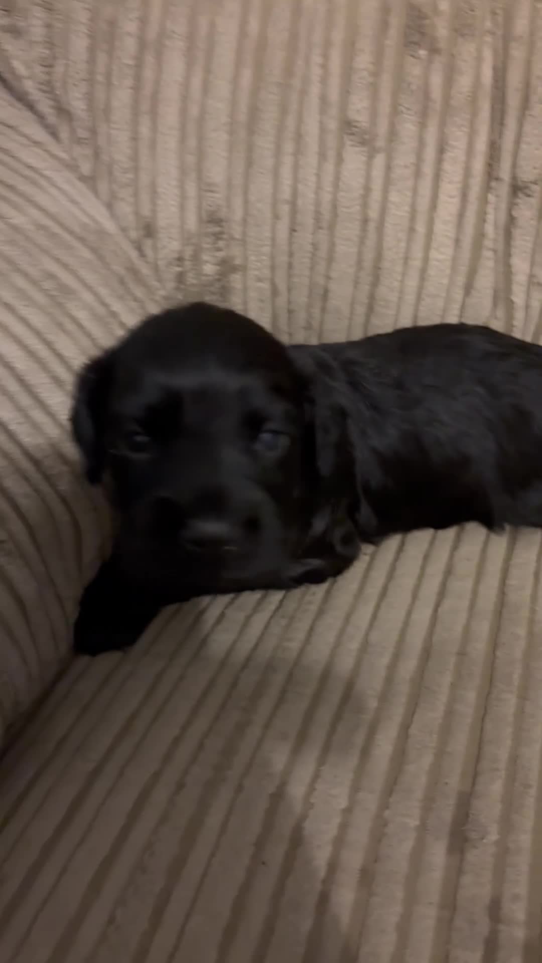 Cocker Spaniel dogs for sale: Cocker Spaniel pups for sale - Video 2