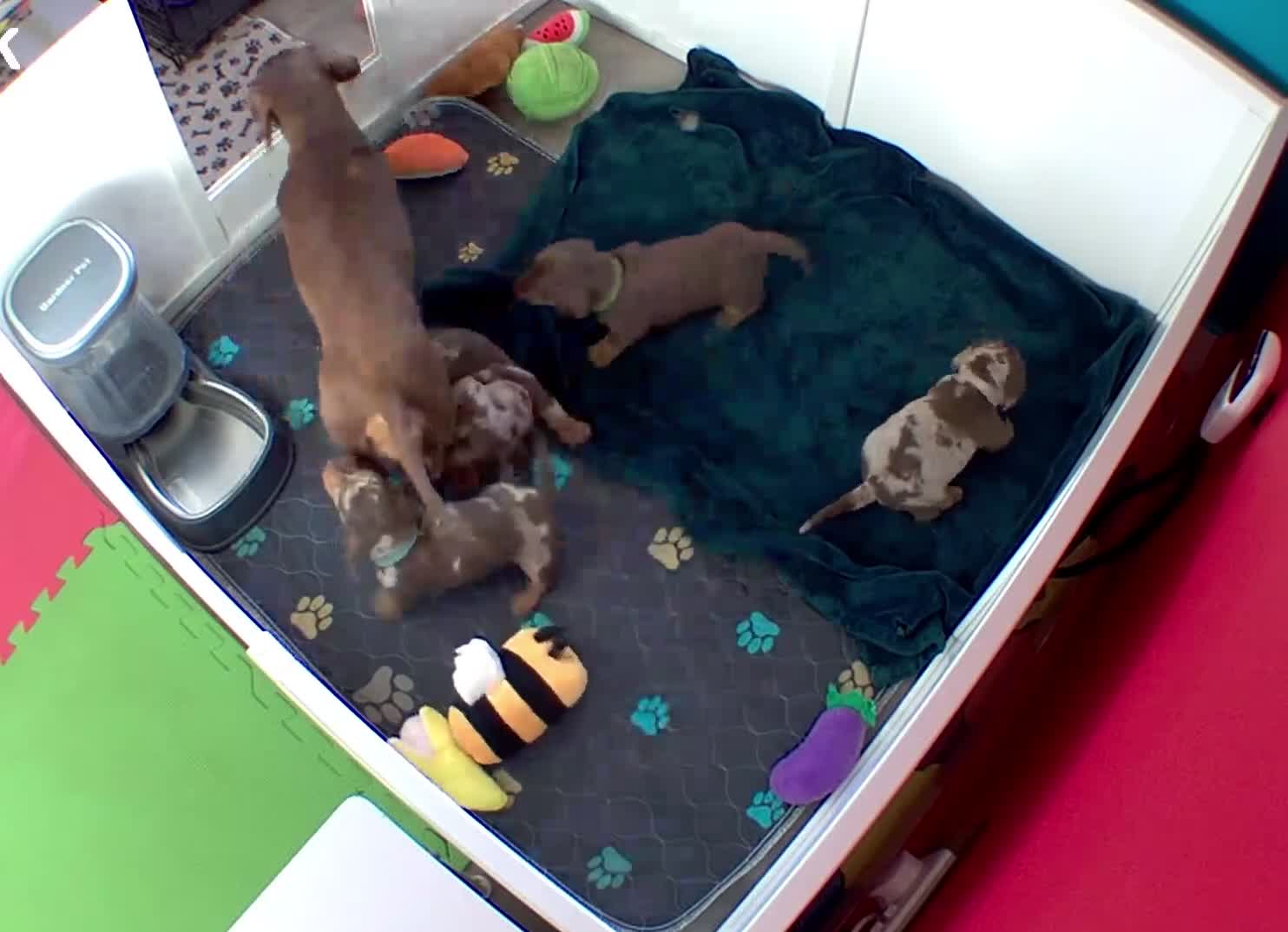 Miniature Dachshund dogs for sale: Chocolate & Dapple KC Miniature Dachshund Puppies - Video 1