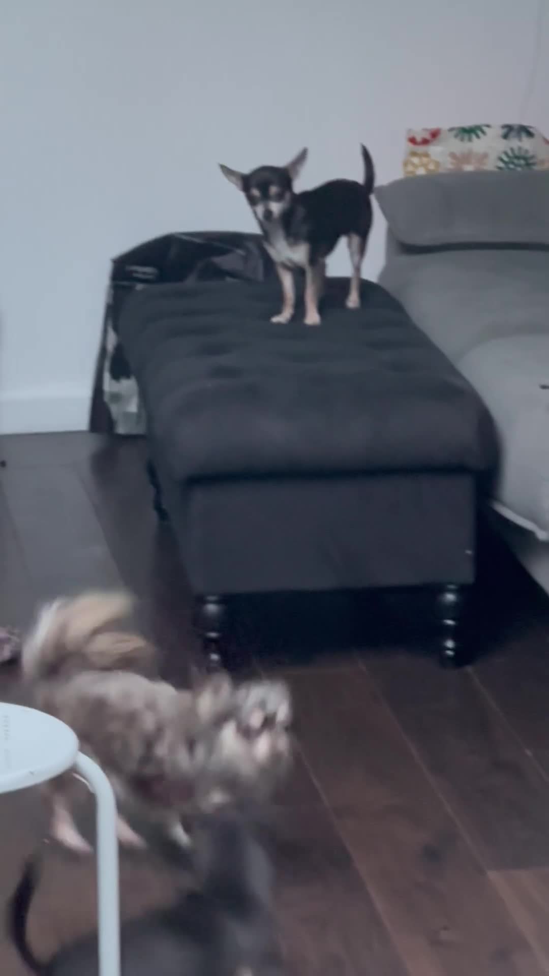 Chihuahua dogs for sale: Beautiful petite long haired Merle chi - Video 1