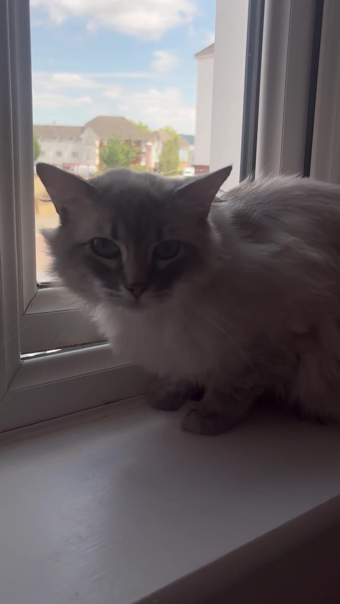 Ragdoll cats for sale: Rehoming this handsome Ragdoll male cross tabby - Video 2