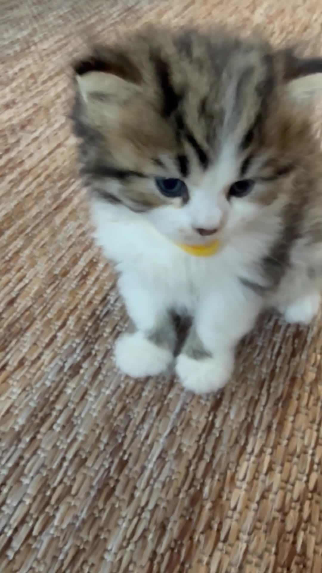 British Shorthair cats for sale:  Kittens  in Peterborough - Video 3