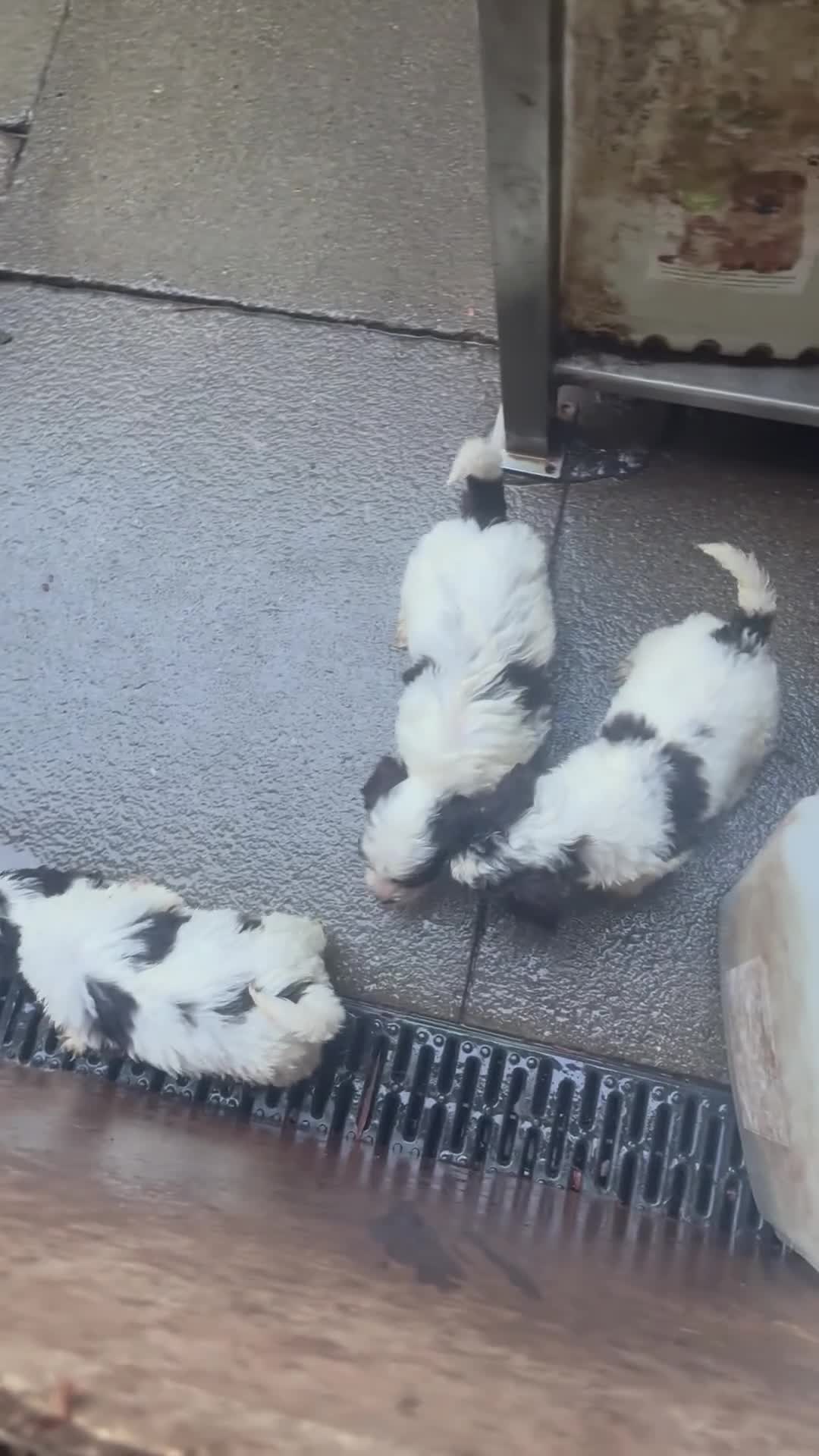 Cockapoo dogs for sale: Miniature cockapoos - Video 5