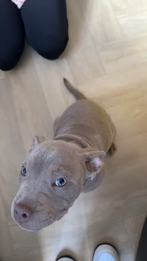 American Bulldog dogs for sale: Pocket bully for sale  in Bridgend - Video 1