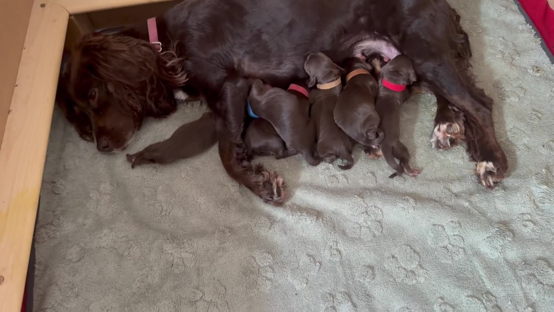 Cocker Spaniel dogs for sale: Stunning working cocker spaniels puppies  - Video 2