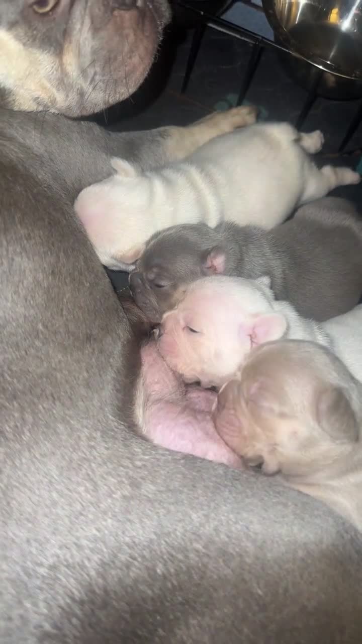 French Bulldog dogs for sale: KC registered French Bulldog puppies 4 WEEKs! - Video 1