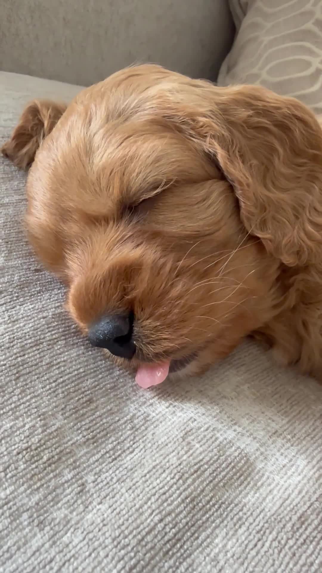 Cavapoo dogs for sale: Beautiful F1b Toy Cavapoos parents health checked  - Video 2