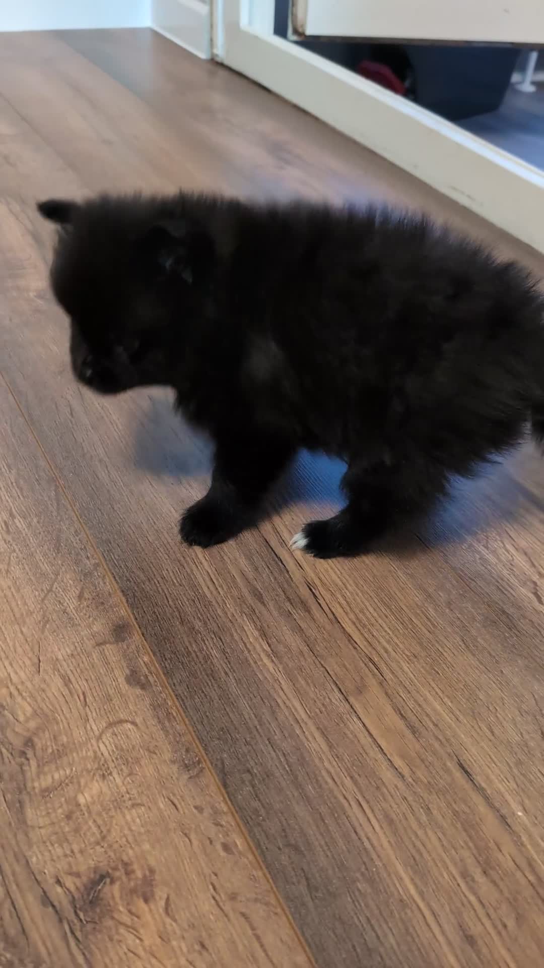 Pomeranian dogs for sale: Miniature Pomeranians - Video 5