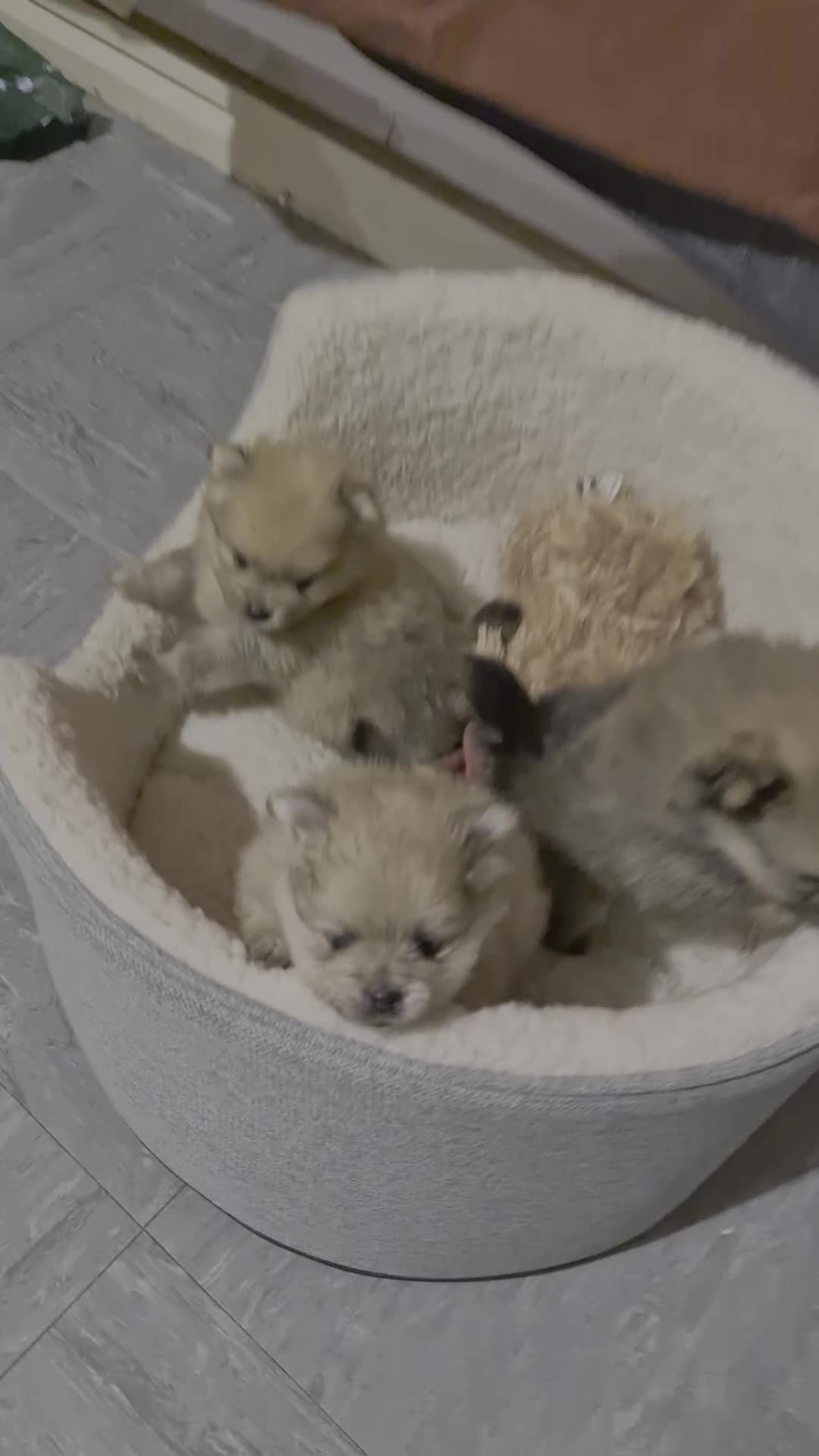 Pomeranian dogs for sale: Stunning sable pomeranians - Video 1