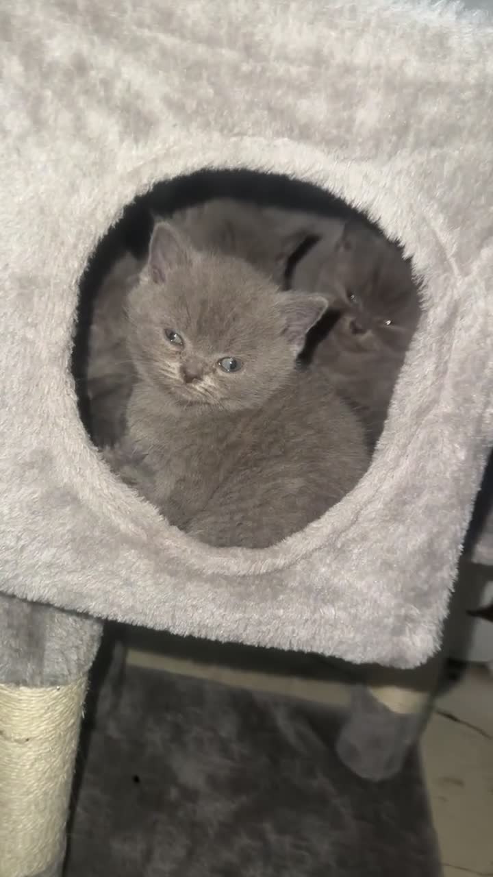 British Shorthair cats for sale: Stunning litter of bsh  - Video 3