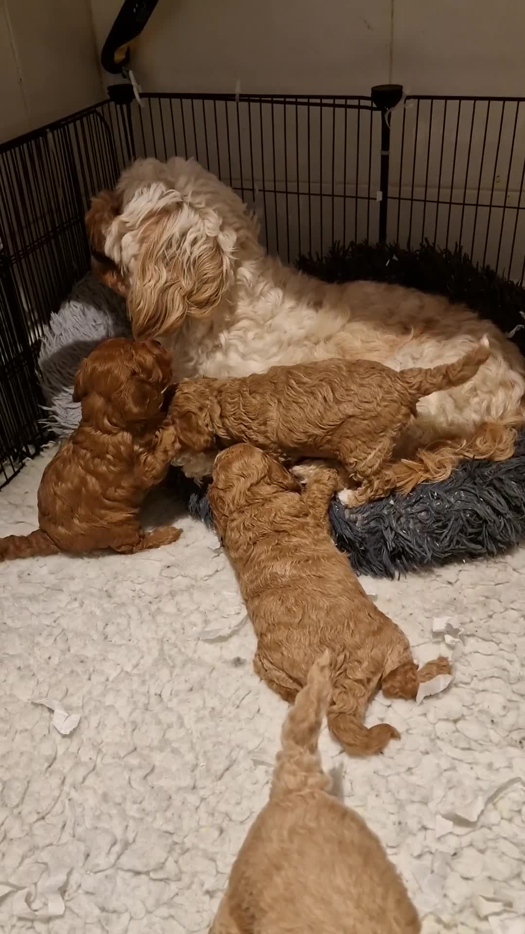 Cavachon dogs for sale: Gorgeous litter cavapoochon puppies - Video 1