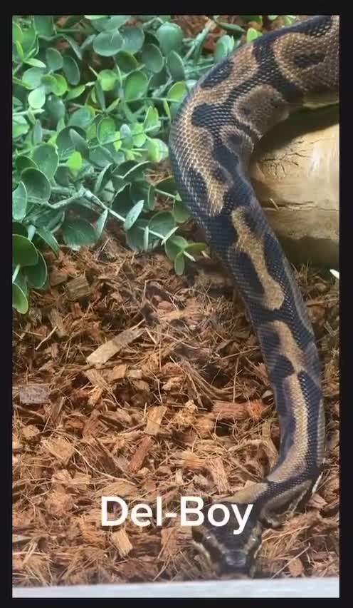 Python Snake reptiles for sale: Very sweet Leopard DH Candy Pied Ball Python  - Video 1