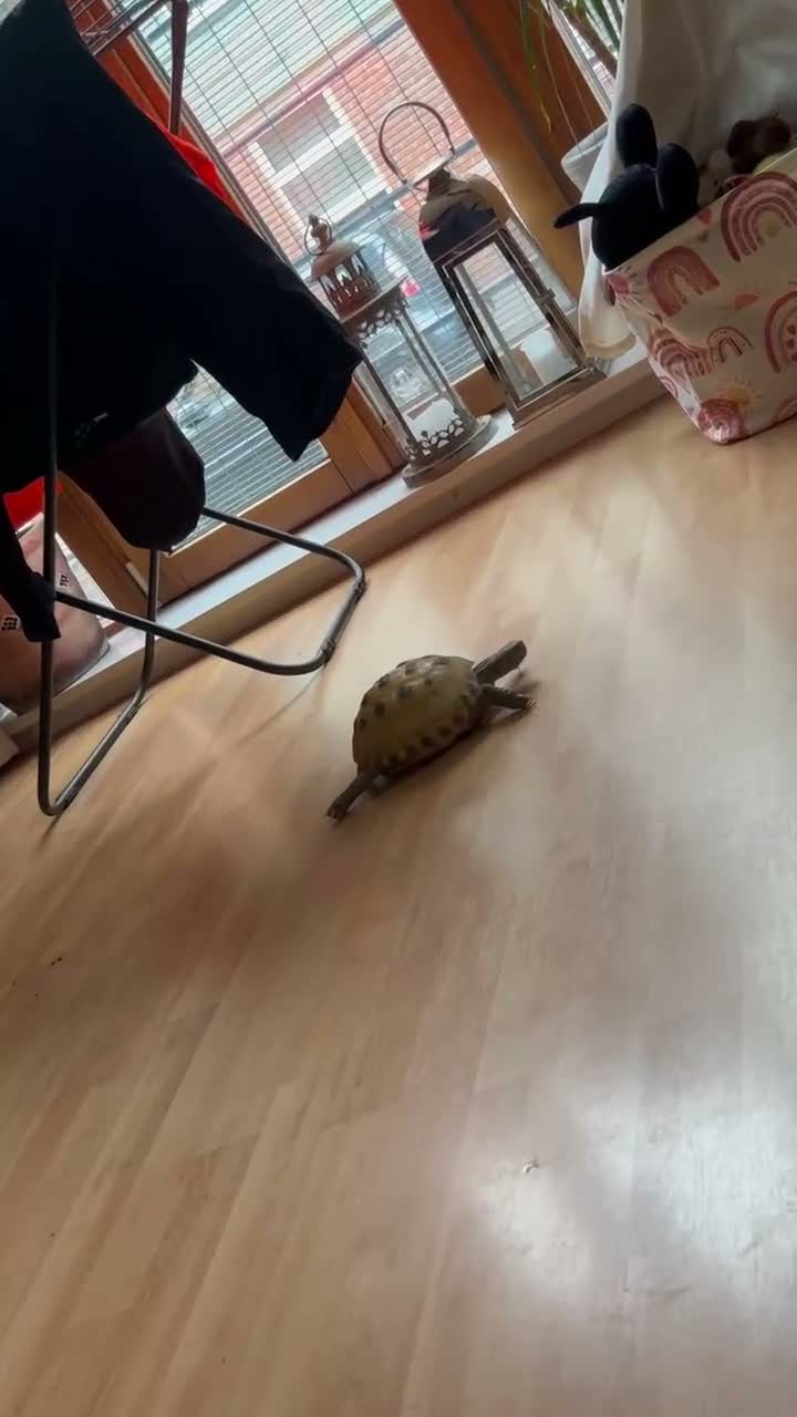 Tortoise reptiles for sale: Horsefield tortoise  in Sheffield - Video 1