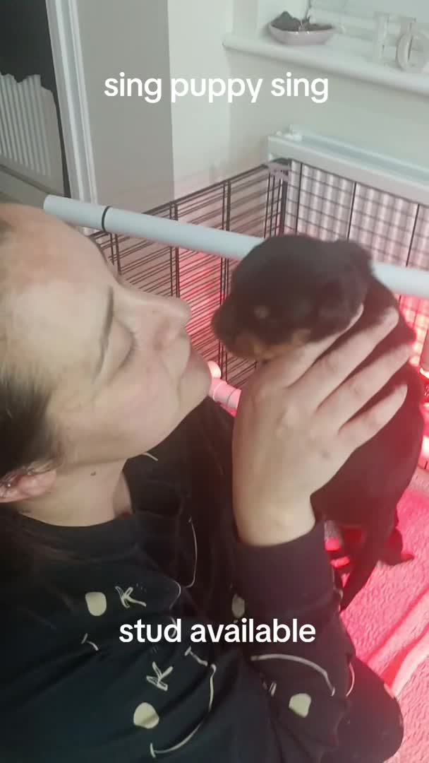 Rottweiler dogs for stud: Rottweiler for stud full pedigree, health tested  in Prescot - Video 3