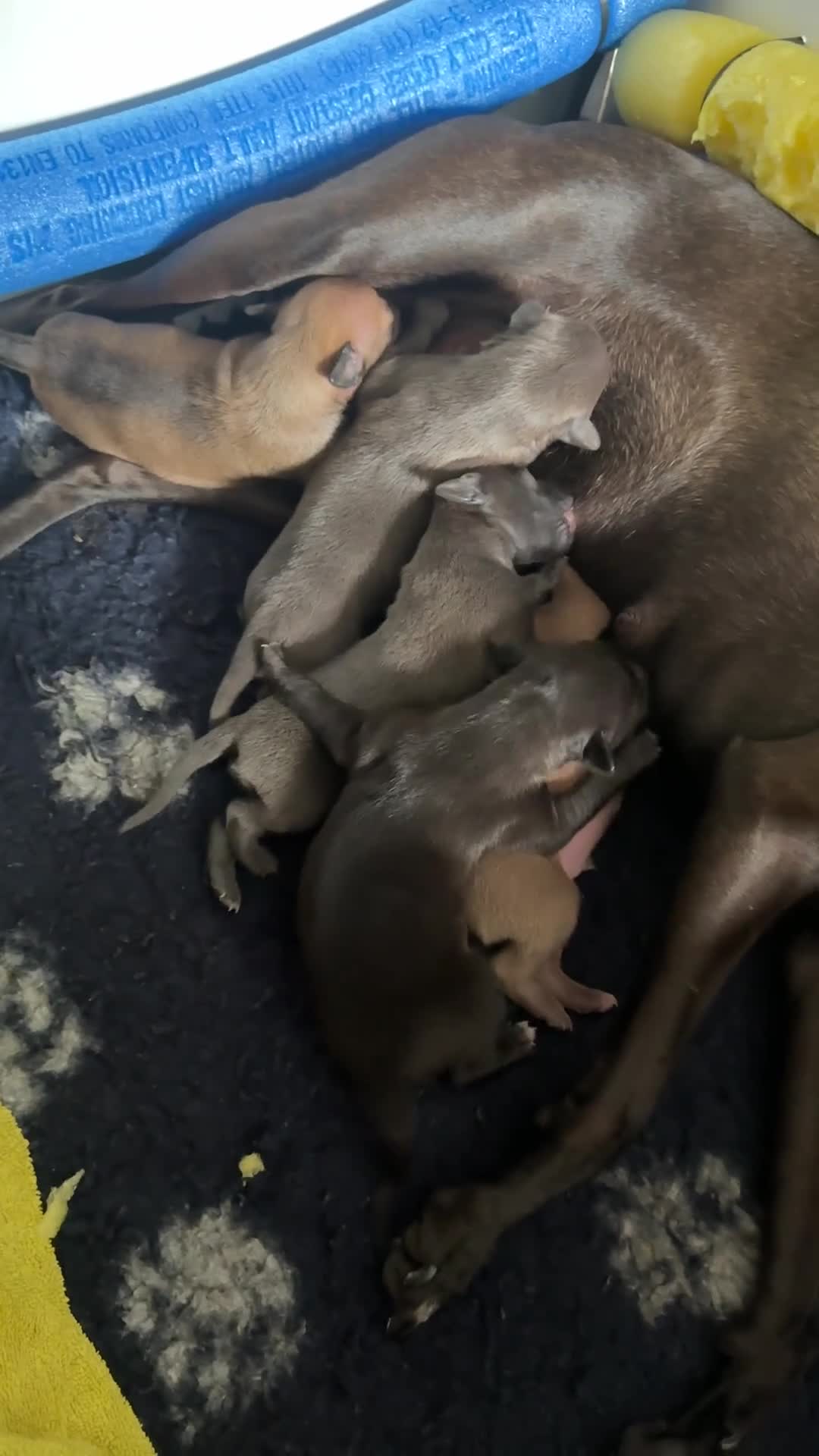 Italian Greyhound dogs for sale: Italian Greyhound Puppies from Champion Lines - Video 1