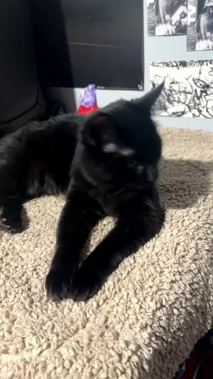 Mixed Breed cats for sale: Morpheus, BSH X Maine coon for sale  - Video 3