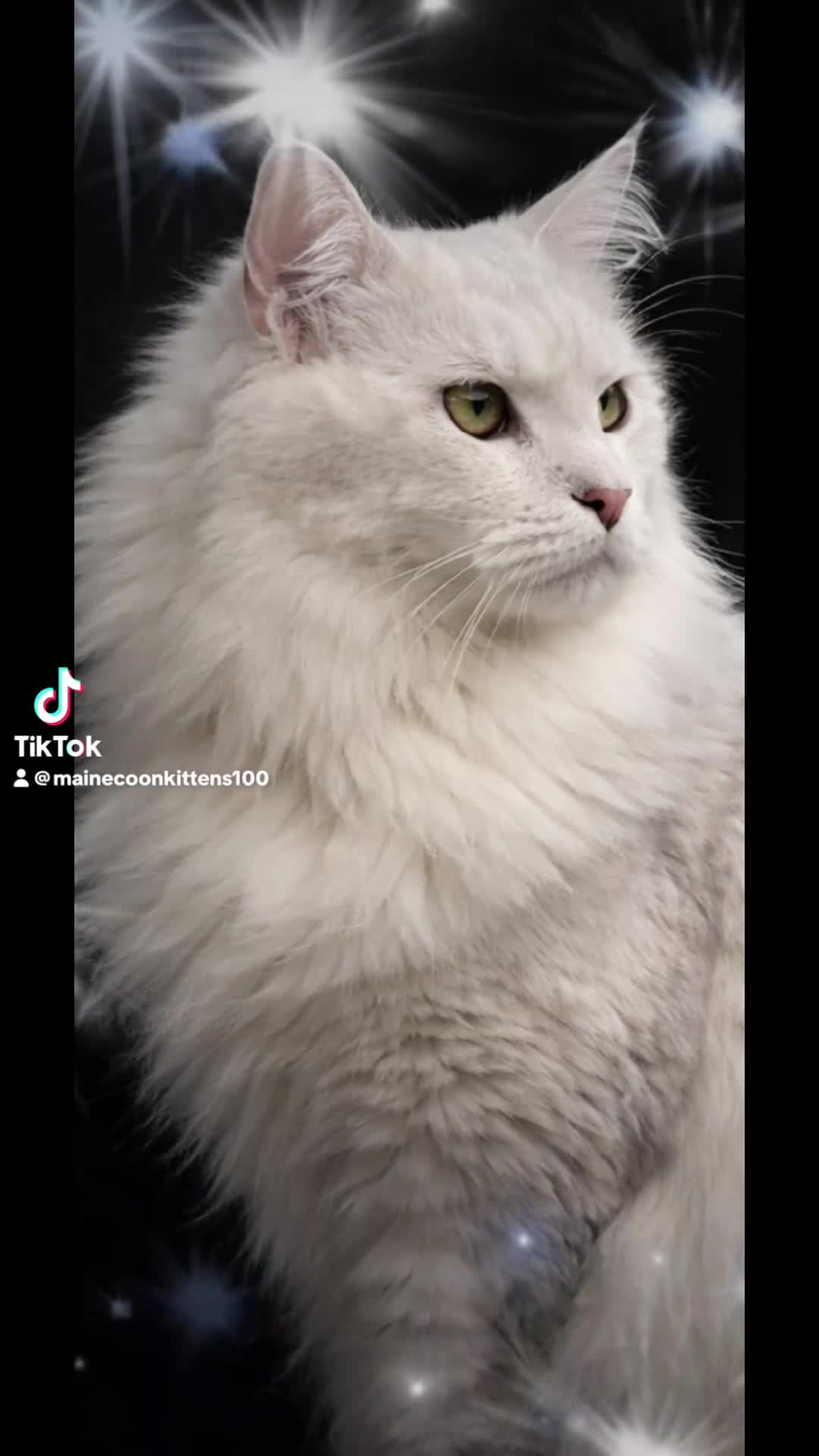 Maine Coon cats for stud: TICA Blue silver shaded stud  - Video 1