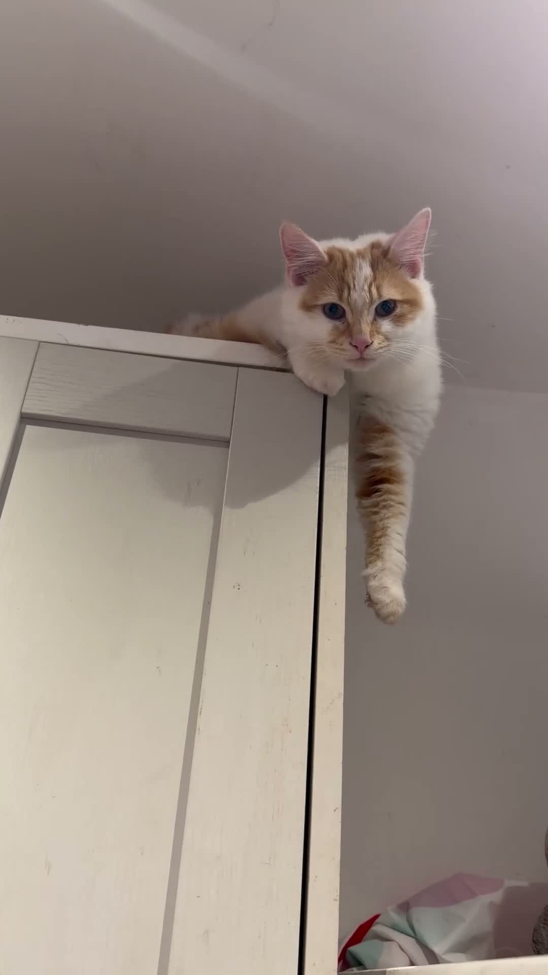 Norwegian Forest Cat cats for sale: Beautiful Norwegian Forest Cat  in Droitwich - Video 1