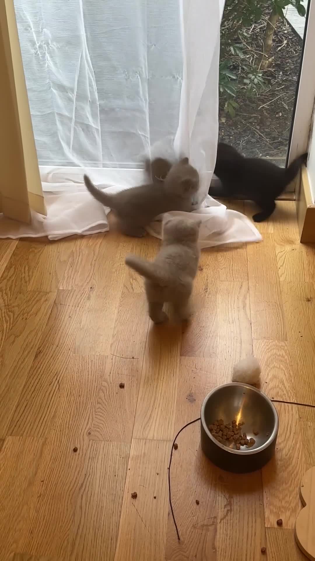 British Shorthair cats for sale: My Gorgeous kittens 😻looking for new home❤️ - Video 1