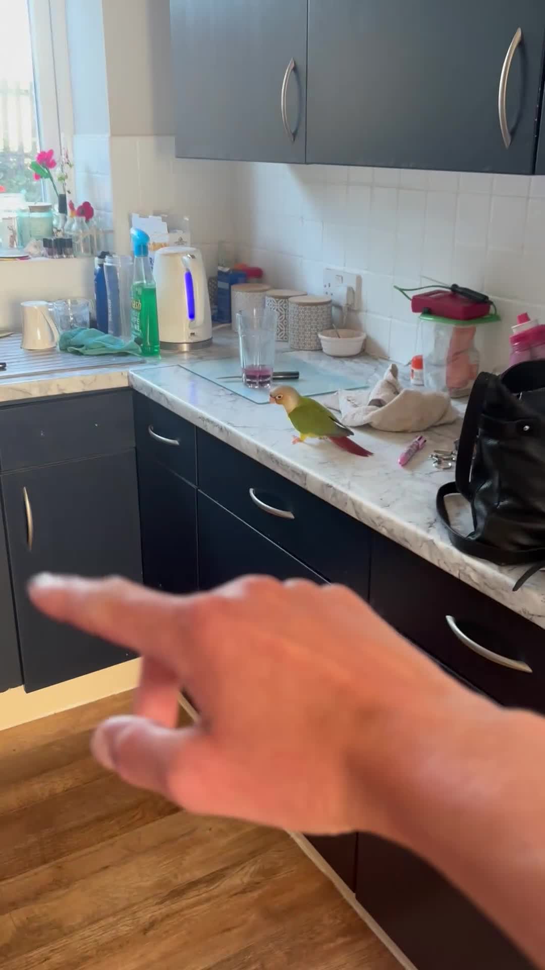 Conures birds for sale: Pineapple conure parrot hand reared - Video 1