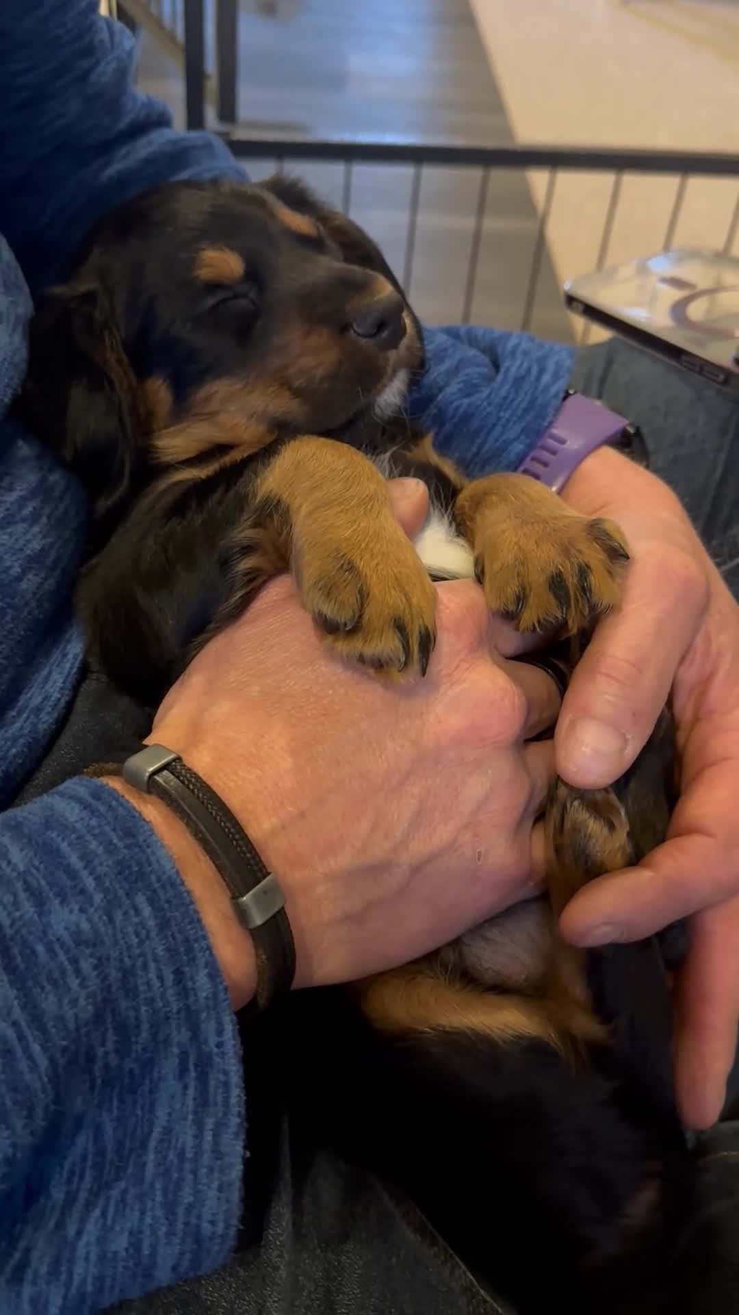 Sprocker dogs for sale: Last male remaining. ready now.  - Video 2