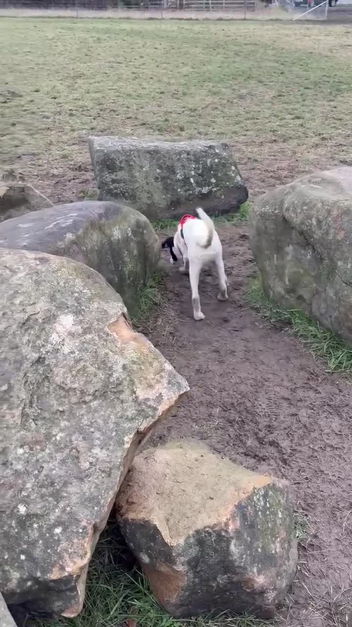 Mixed Breed dogs for adoption: Rupert Duffy, gorgeous 5 mth old Lab cross Pointer - Video 2