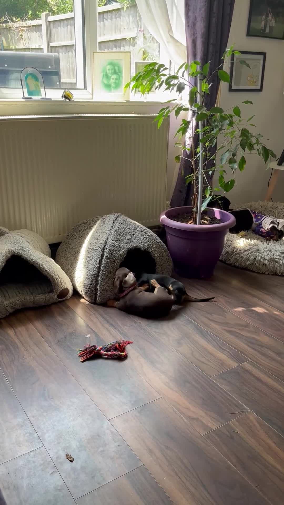 Miniature Dachshund dogs for sale: One Brown & Cream and One Black & Cream in Gosport - Video 2
