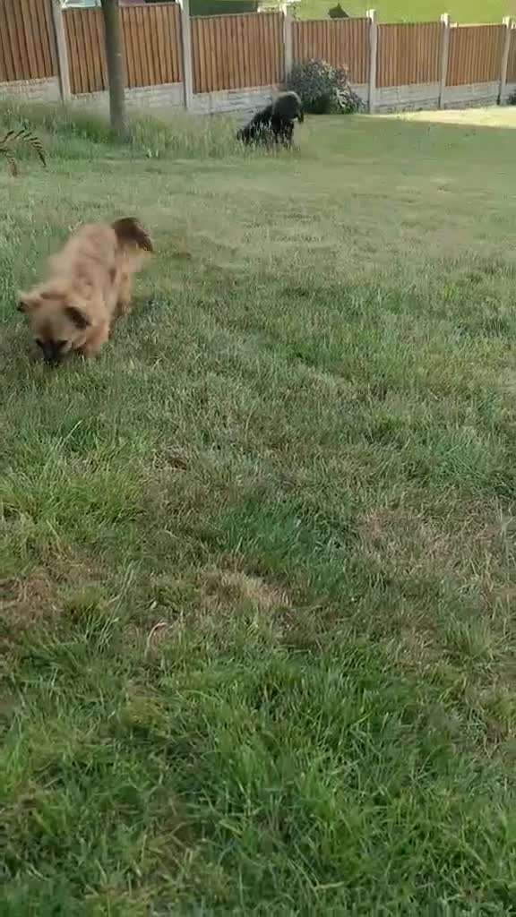 Mixed Breed dogs for adoption: Lottie seeks forever home  - Video 1