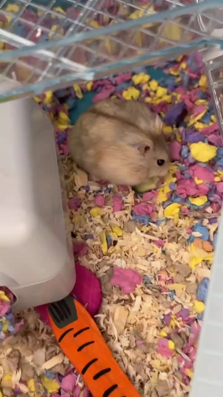 Hamster rodents for sale: Russian Dwarf Hamster  - Video 1