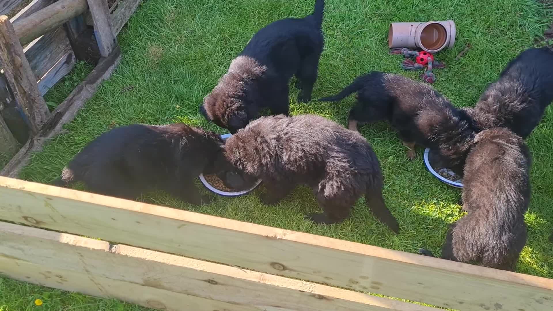 German Shepherd dogs for sale: 1 very large  longhaired Black gsd male . in Lockerbie - Video 2
